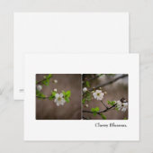 Cherry Blossom Briefkaart (Voorkant / Achterkant)