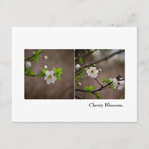 Cherry Blossom Briefkaart