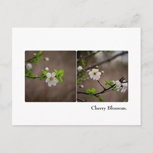 Cherry Blossom Briefkaart (Voorkant)