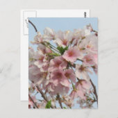 Cherry Blossom Briefkaart (Voorkant / Achterkant)