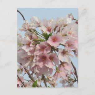 Cherry Blossom Briefkaart