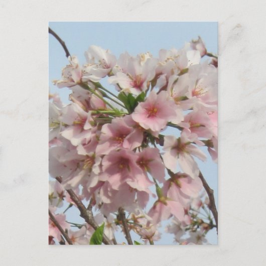 Cherry Blossom Briefkaart (Voorkant)