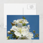 Cherry Blossom briefkaarten Service Promotion Even (Voorkant / Achterkant)