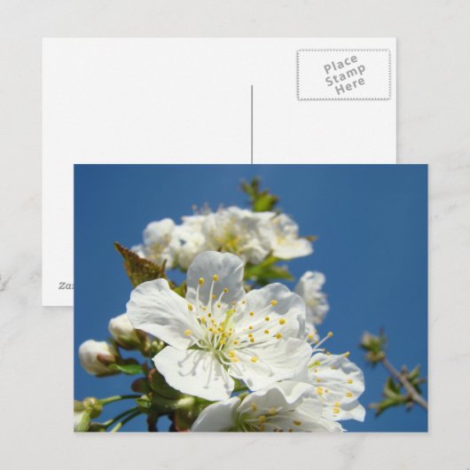 Cherry Blossom briefkaarten Service Promotion Even (Voorkant / Achterkant)