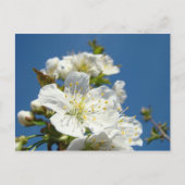 Cherry Blossom briefkaarten Service Promotion Even (Voorkant)