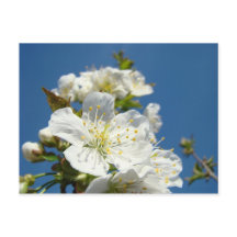 Cherry Blossom briefkaarten Service Promotion Even