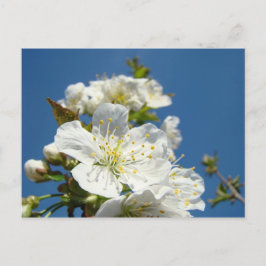 Cherry Blossom briefkaarten Service Promotion Even