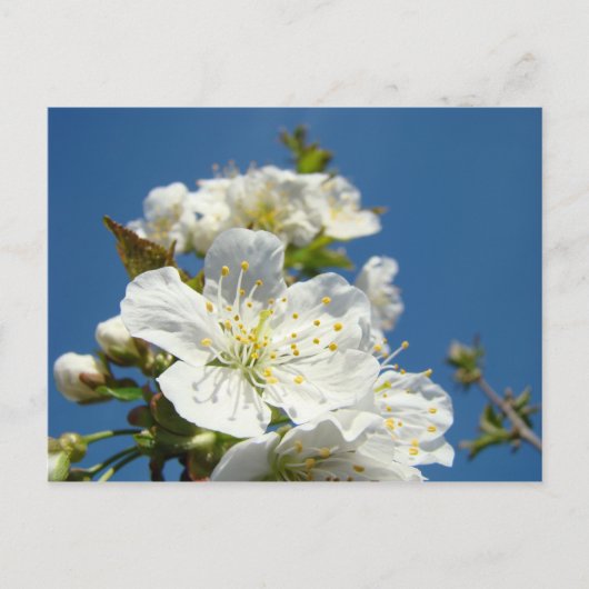 Cherry Blossom briefkaarten Service Promotion Even (Voorkant)