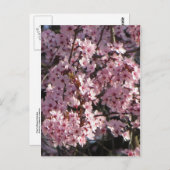 Cherry Blossom Bundle Briefkaart (Voorkant / Achterkant)