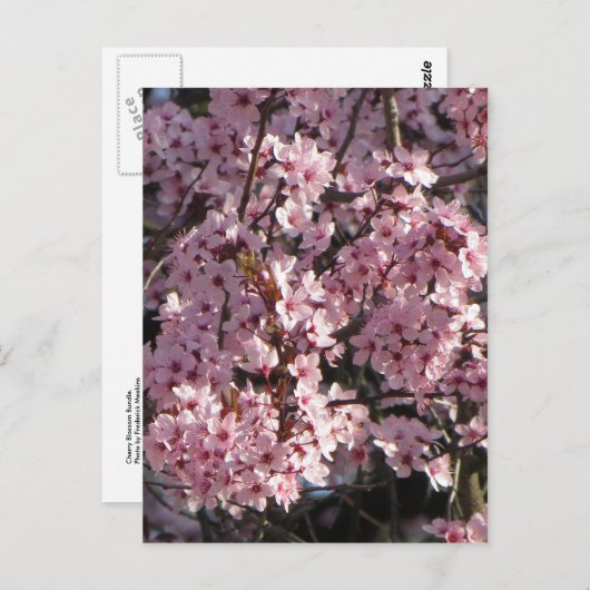 Cherry Blossom Bundle Briefkaart (Voorkant / Achterkant)