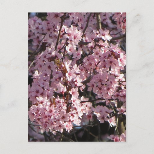 Cherry Blossom Bundle Briefkaart (Voorkant)
