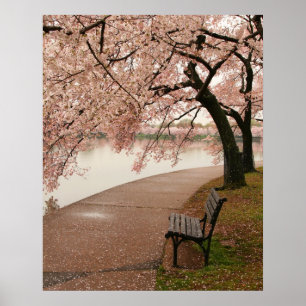 Cherry Blossom Canvas Print