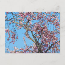 Cherry Blossom. Cardiff, Wales Briefkaart