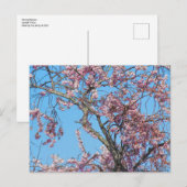 Cherry Blossom. Cardiff, Wales Briefkaart (Voorkant / Achterkant)