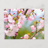 Cherry Blossom close Briefkaart (Voorkant)