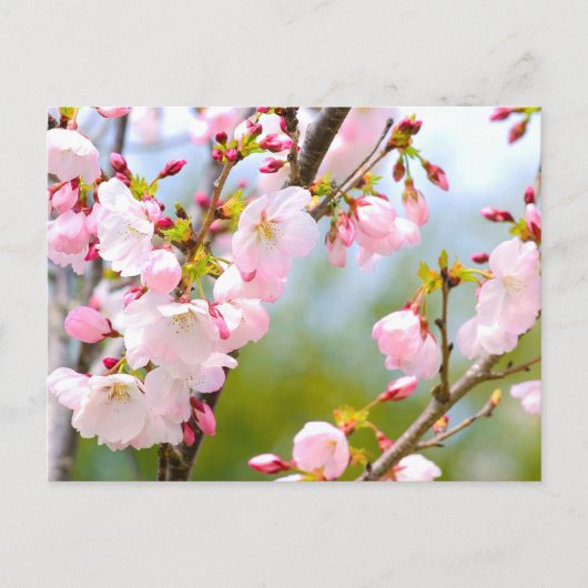 Cherry Blossom close Briefkaart (Voorkant)