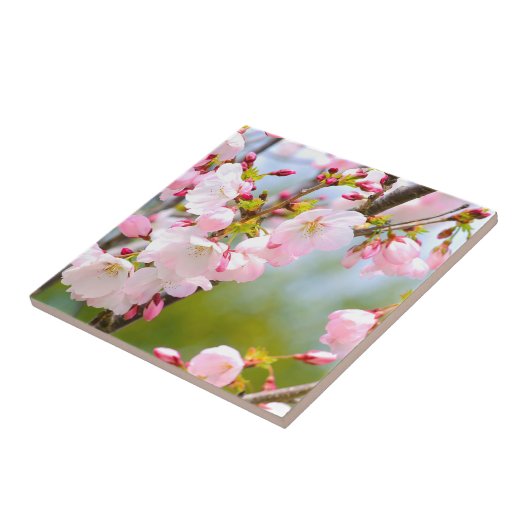 Cherry Blossom close Tegeltje (Zijkant)