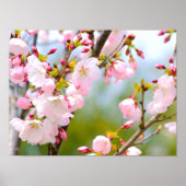 Cherry Blossom close up Poster (Voorkant)