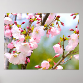 Cherry Blossom close up Poster
