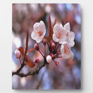 Cherry Blossom Cluster met roze en blauw Fotoplaat