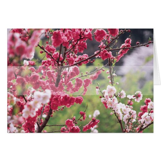 Cherry Blossom D1 Blank Floral Wenskaart (Voorkant Horizontaal)