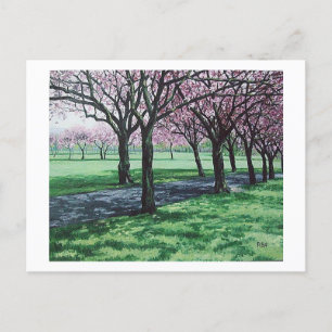 Cherry Blossom. De Meadows, Edinburgh Pola.B.Alex Feestdagenkaart