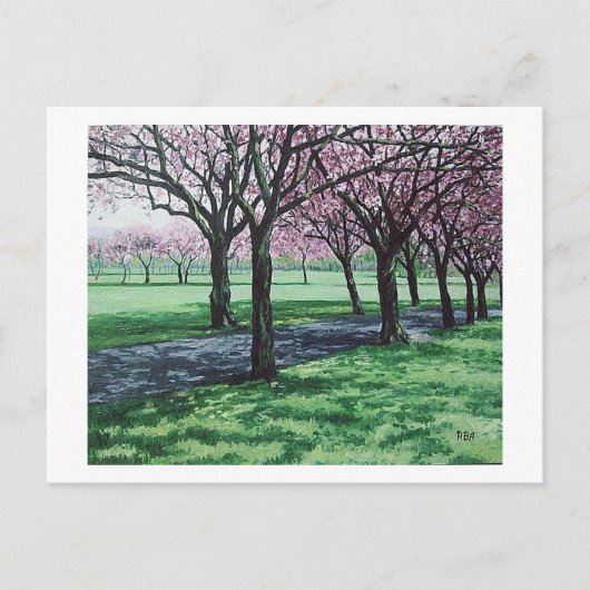 Cherry Blossom. De Meadows, Edinburgh Pola.B.Alex Feestdagenkaart (Voorkant)