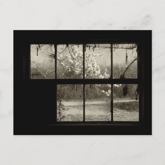 Cherry Blossom door een Old Barn Window Briefkaart (Voorkant)