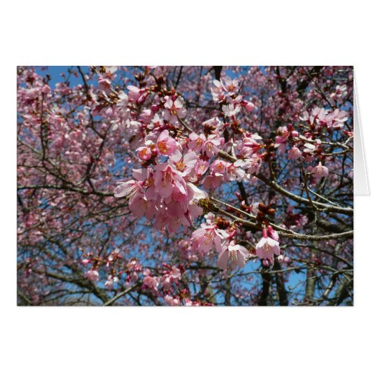 Cherry Blossom en Bee Pink Spring Flowers (Voorkant Horizontaal)