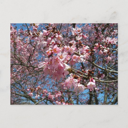 Cherry Blossom en Bee Pink Spring Flowers Briefkaart (Voorkant)