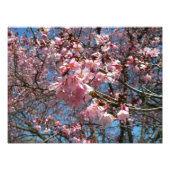 Cherry Blossom en Bee Pink Spring Flowers Foto Afdruk (Voorkant)