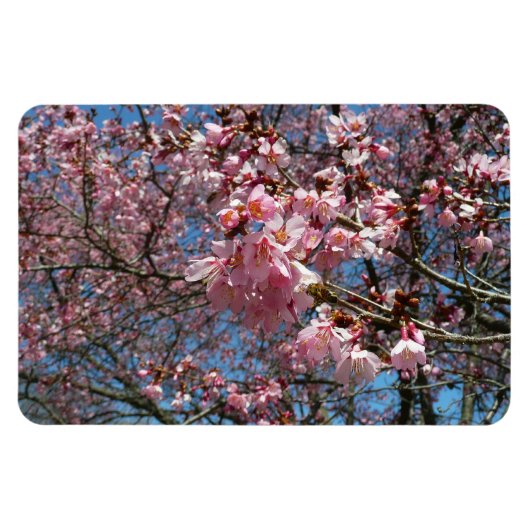 Cherry Blossom en Bee Pink Spring Flowers Magneet (Horizontaal)
