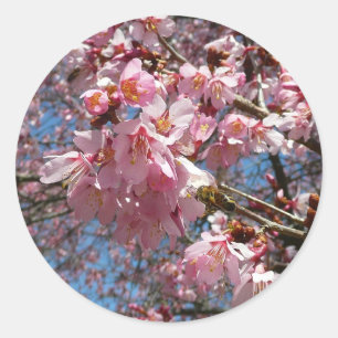Cherry Blossom en Bee Pink Spring Flowers Ronde Sticker