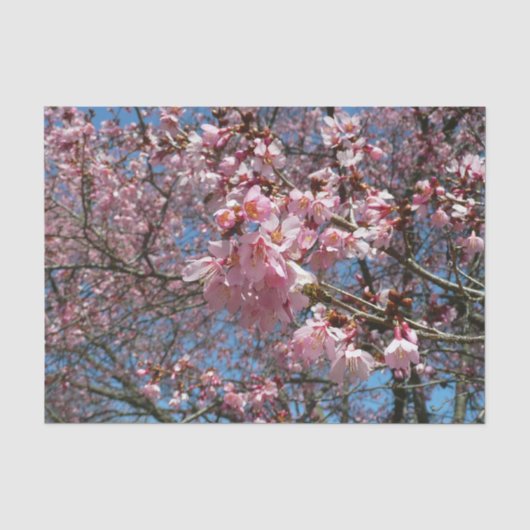 Cherry Blossom en Bee Pink Spring Flowers Tissuepapier (Voorkant)