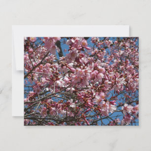 Cherry Blossom en Blue Sky Spring Floral