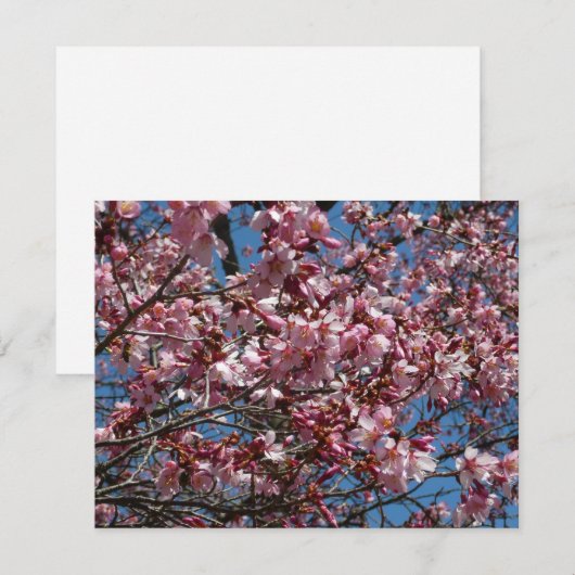 Cherry Blossom en Blue Sky Spring Floral (Voorkant / Achterkant)