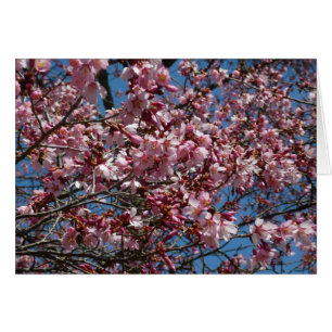 Cherry Blossom en Blue Sky Spring Floral