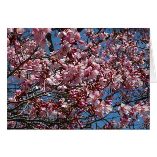 Cherry Blossom en Blue Sky Spring Floral (Voorkant Horizontaal)