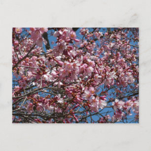Cherry Blossom en Blue Sky Spring Floral Briefkaart