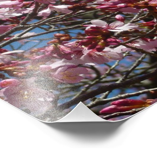 Cherry Blossom en Blue Sky Spring Floral Foto Afdruk (Hoek)