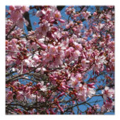 Cherry Blossom en Blue Sky Spring Floral Foto Afdruk (Voorkant)
