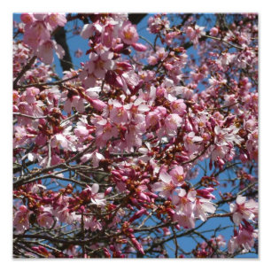 Cherry Blossom en Blue Sky Spring Floral Foto Afdruk