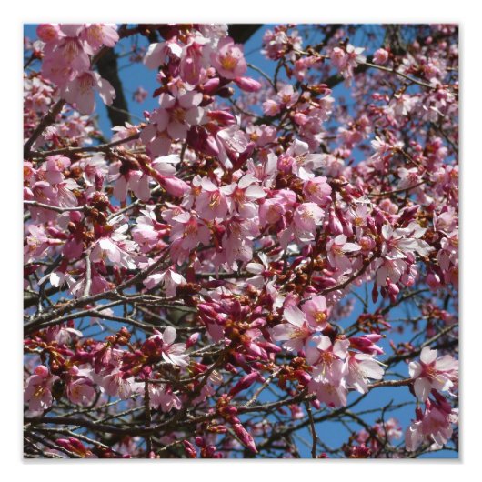 Cherry Blossom en Blue Sky Spring Floral Foto Afdruk (Voorkant)