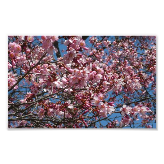 Cherry Blossom en Blue Sky Spring Floral Foto Afdruk (Voorkant)