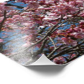 Cherry Blossom en Blue Sky Spring Floral Foto Afdruk (Hoek)
