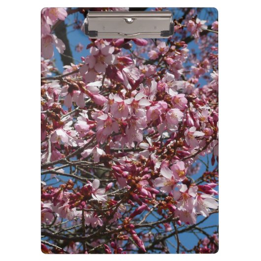 Cherry Blossom en Blue Sky Spring Floral Klembord (Voorkant)