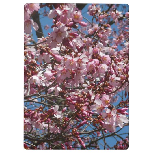 Cherry Blossom en Blue Sky Spring Floral Klembord (Achterkant)