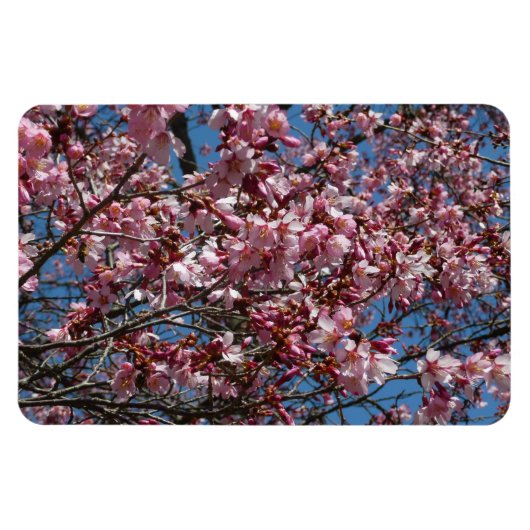 Cherry Blossom en Blue Sky Spring Floral Magneet (Horizontaal)