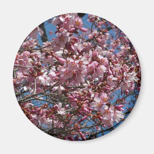 Cherry Blossom en Blue Sky Spring Floral Magneet (Voorkant)