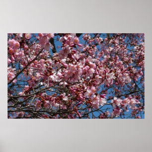 Cherry Blossom en Blue Sky Spring Floral Poster